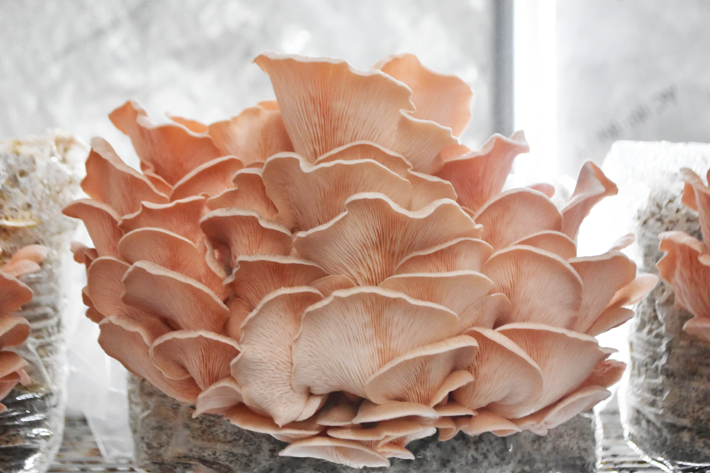 Pink Oyster Grow Kit