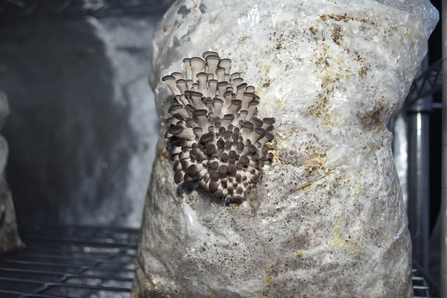 Blue Oyster Grow Kit